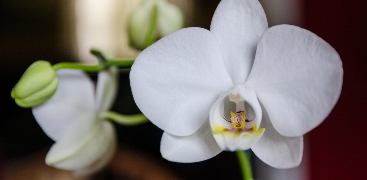 Orchidées : Maîtrisez l'art de gérer les racines hors du pot