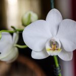 Orchidées : Maîtrisez l'art de gérer les racines hors du pot