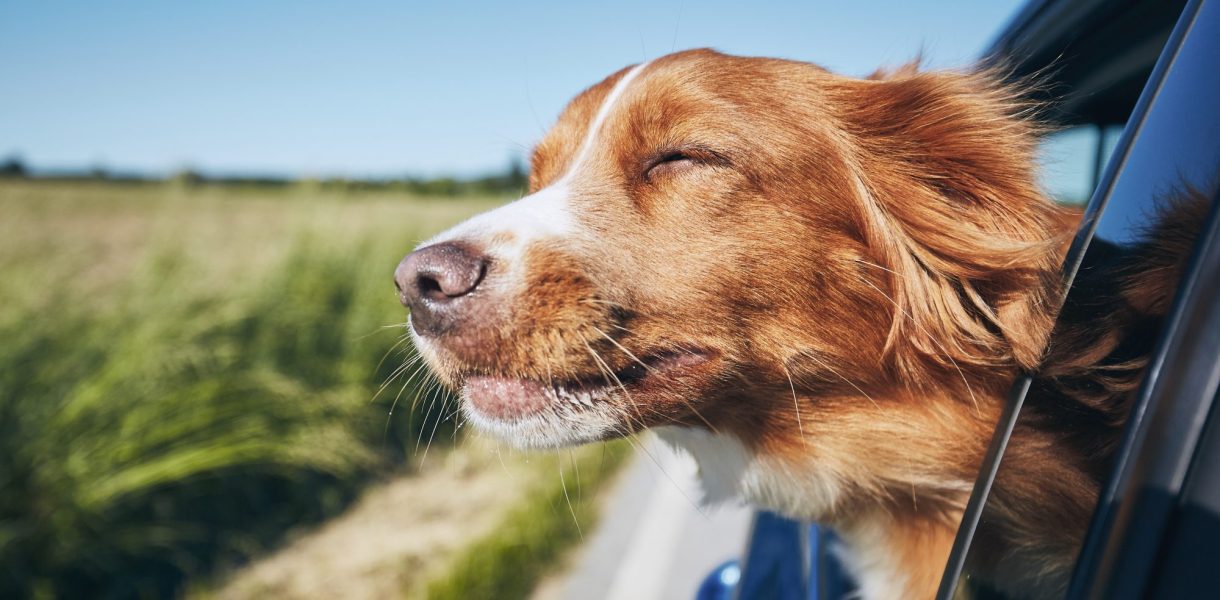 Pourquoi les chiens aiment-ils tant sortir leur tête de la voiture ?