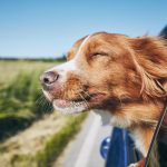 Pourquoi les chiens aiment-ils tant sortir leur tête de la voiture ?