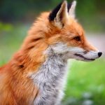 Protégez votre poulailler contre les ruses du renard : 4 astuces incontournables