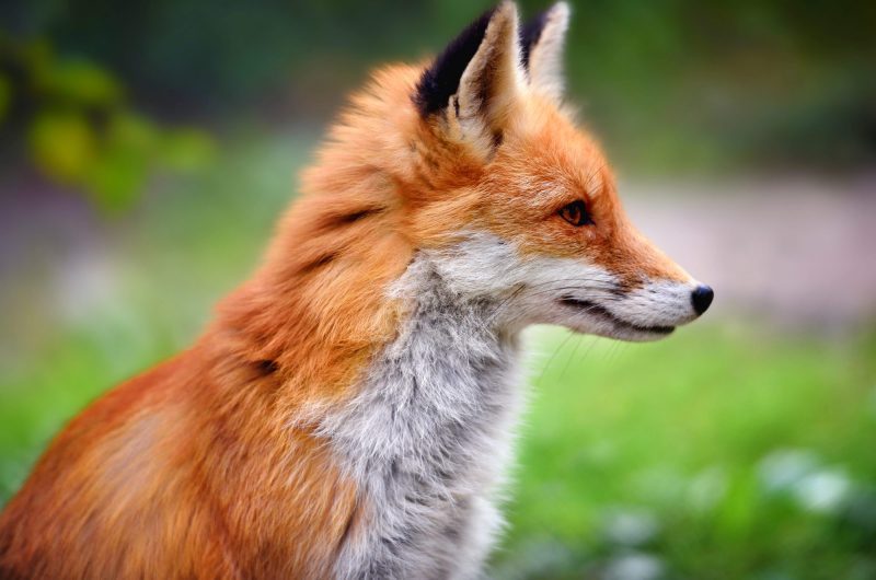 Protégez votre poulailler contre les ruses du renard : 4 astuces incontournables