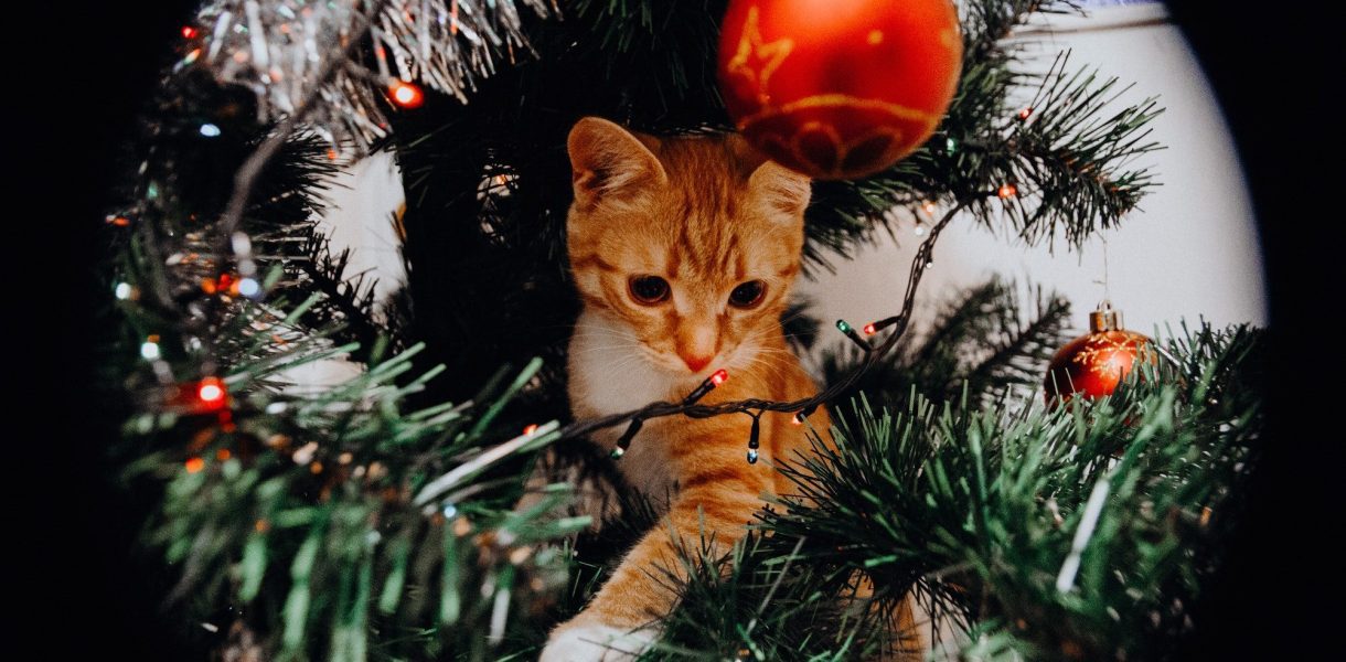 6 astuces infaillibles pour protéger son sapin de Noël face aux assauts de son chat