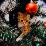 6 astuces infaillibles pour protéger son sapin de Noël face aux assauts de son chat