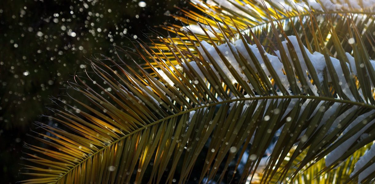 Ces palmiers d'extérieur sont résistants au froid hivernal : voici 3 variétés à découvrir absolument !