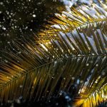 Ces palmiers d'extérieur sont résistants au froid hivernal : voici 3 variétés à découvrir absolument !