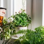 Les plantes increvables pour un intérieur verdoyant et chaleureux en hiver