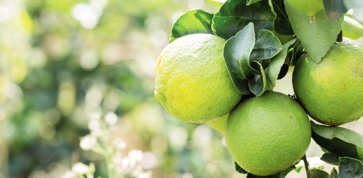 Protéger et chouchouter son citronnier en hiver : les secrets d'un jardinier passionné