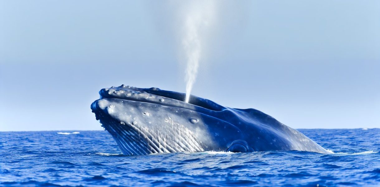Une baleine bleue majestueuse émergeant de l'océan avec un jet d'eau sortant de son évent.