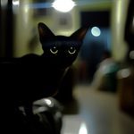 Un chat dans l'obscurité avec les yeux qui brillent.