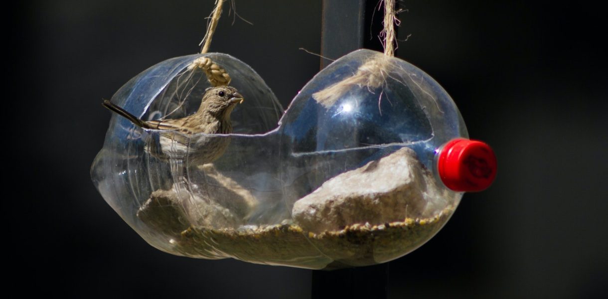 Fabriquez une mangeoire à oiseaux en bouteille de plastique : mode d'emploi écologique et créatif