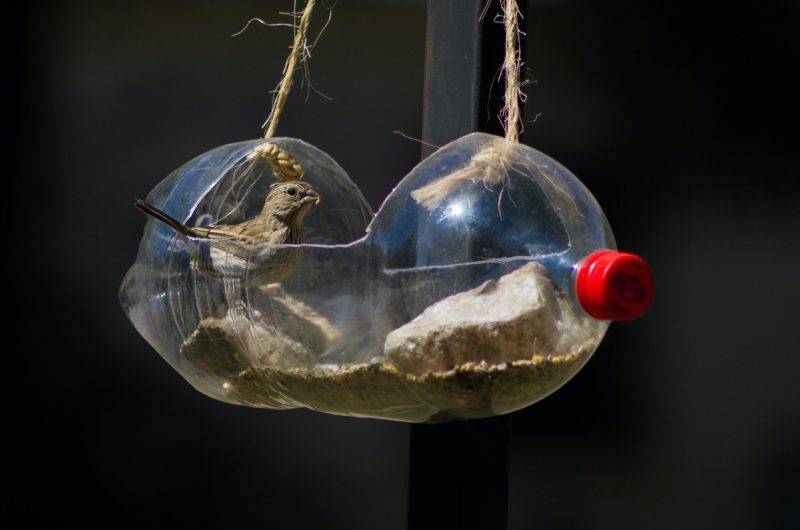 Fabriquez une mangeoire à oiseaux en bouteille de plastique : mode d'emploi écologique et créatif
