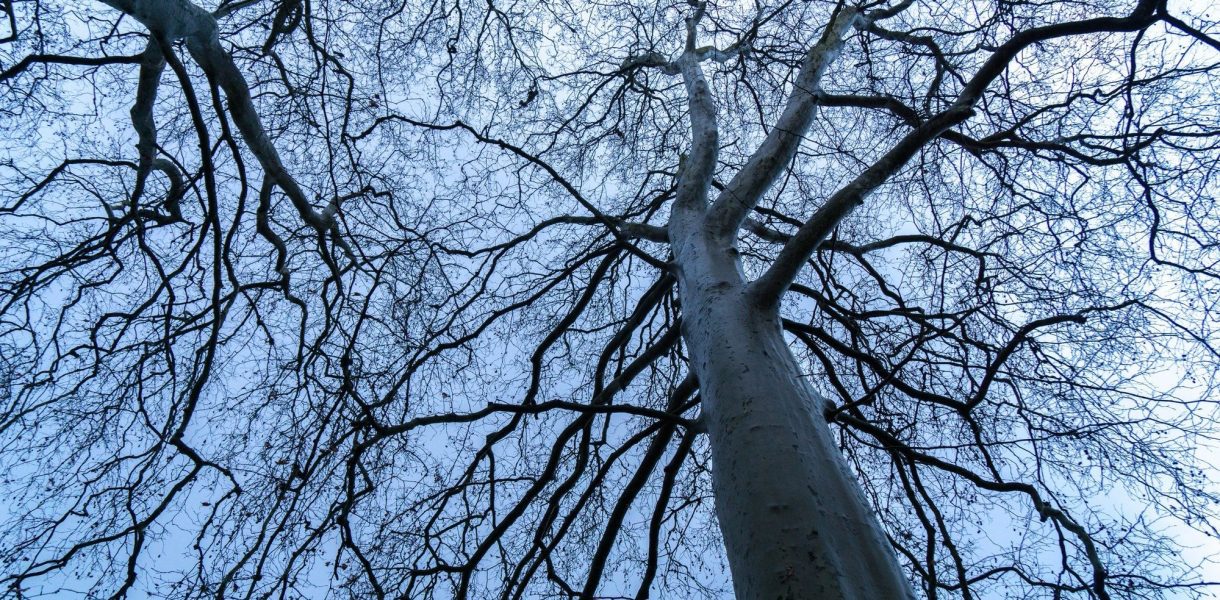 L'intelligence des arbres: des découvertes incroyables sur la communication des plantes