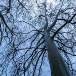 L'intelligence des arbres: des découvertes incroyables sur la communication des plantes