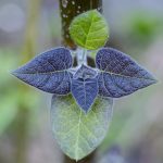 Le Paulownia : l'arbre qui révolutionne le jardinage et l'énergie