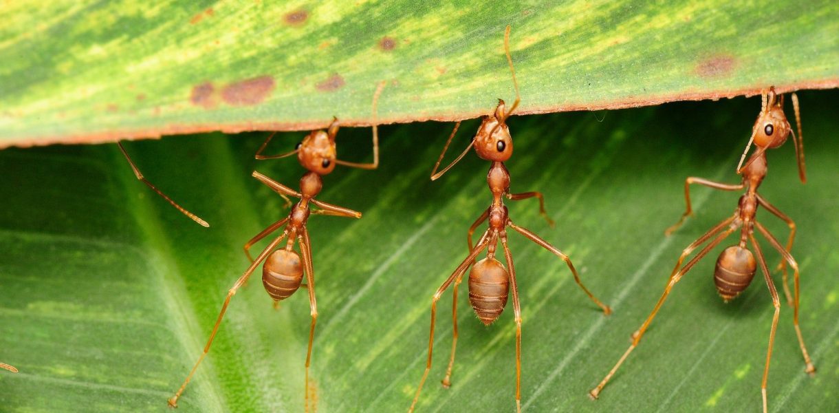 Les fourmis : prodige de la Nature capables de soulever des charges impressionnantes