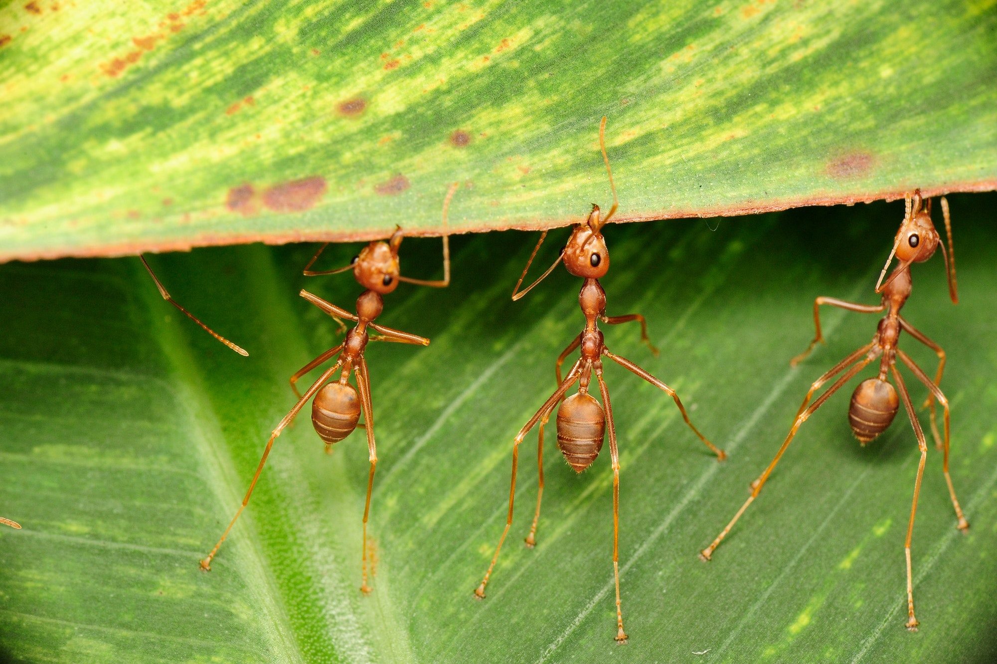 Les fourmis : prodige de la Nature capables de soulever des ...