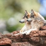 Les loups : ces créatures fascinantes et mystérieuses qui peuplent notre imaginaire