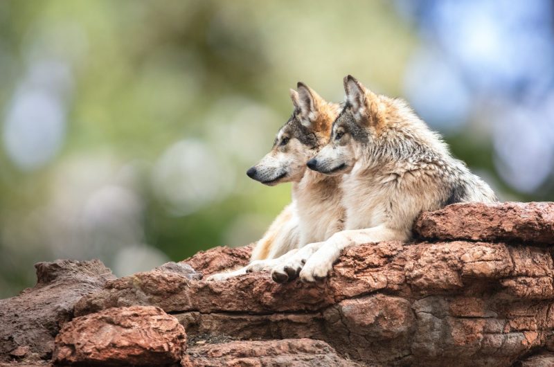Les loups : ces créatures fascinantes et mystérieuses qui peuplent notre imaginaire