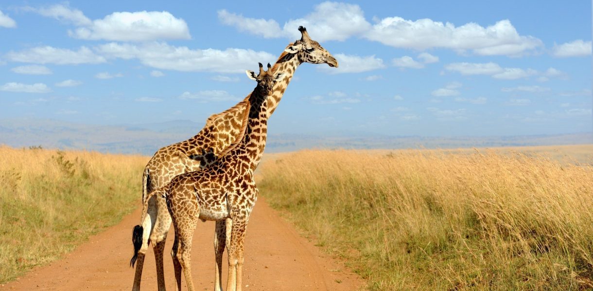Les mystères du cou de la girafe : une exploration fascinante de l'évolution