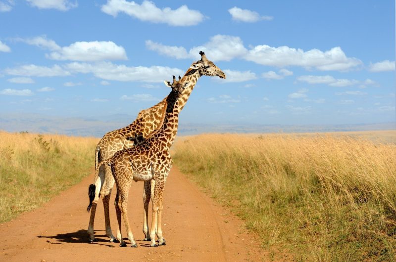 Les mystères du cou de la girafe : une exploration fascinante de l'évolution