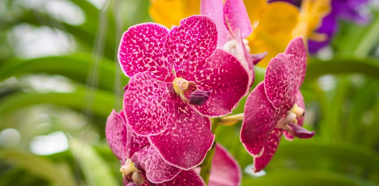Redonnez vie à votre orchidée en janvier grâce à cette astuce inédite d'une youtubeuse passionnée !