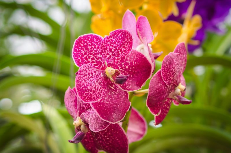 Redonnez vie à votre orchidée en janvier grâce à cette astuce inédite d'une youtubeuse passionnée !