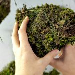 4 astuces naturelles pour venir à bout de la mousse envahissante dans votre jardin