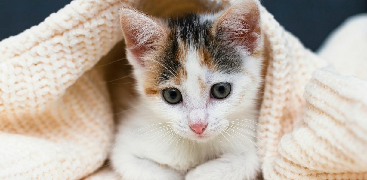 Accueillir un chaton à la maison : les clés pour le rassurer en douceur