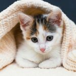 Accueillir un chaton à la maison : les clés pour le rassurer en douceur