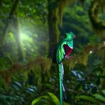 Un quetzal, avec ses plumes vibrantes de couleur verte et rouge, perché sur une branche dans la forêt tropicale du Costa Rica.