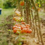 Voici la saison idéale pour planter des tomates et les savourer cet l'été !
