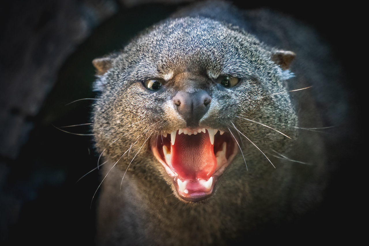 Angry Jaguarundi showing teeth (Herpailurus yagouaroundi) Central and South American slender wild cat