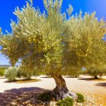 Un olivier majestueux sous le soleil du Sud, avec ses feuilles argentées et ses fruits mûrs.