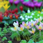 Un jardin en pleine floraison avec une variété de fleurs printanières colorées.