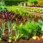 13 légumes à planter en juillet pour des récoltes abondantes cet automne