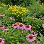 7 plantes résistantes à la sécheresse pour un jardin coloré et économe en eau