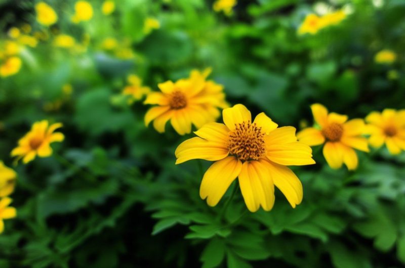 Les fleurs jaunes : un éventail de beauté et de diversité dans la nature