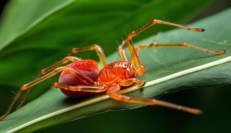 Comment lutter efficacement contre les araignées rouges ?