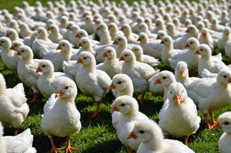 Pourquoi les œufs de poules sont-ils blancs aux États-Unis ? Une question de culture, d'élevage et de marketing