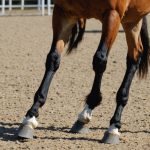 Pourquoi parle-t-on de "jambes" chez les chevaux et non de "pattes" ?