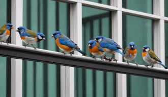 Protégez les oiseaux : Cinq solutions pour éviter les collisions avec vos fenêtres