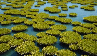 Quelles sont les raisons de l'invasion d'algues brunes en Guadeloupe ?