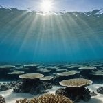 Le mystère du bleu des océans : phénomène optique ou enjeu écologique ?