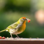 Comment bien nourrir les oiseaux du jardin pour préserver leur santé et l'équilibre de la nature ?