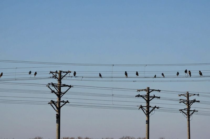 oiseaux sur les lignes électriques