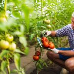 Protégez vos tomates avec l'oeillet d'Inde : un allié naturel contre les nuisibles