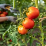 Le secret de la plantation des tomates dévoilé : comment décupler la production simplement