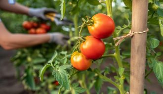 Le secret de la plantation des tomates dévoilé : comment décupler la production simplement