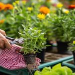 Les vertus thérapeutiques du jardinage urbain pour le bien-être mental : un remède naturel à portée de main